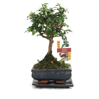 EXOTENHERZ Bonsai Fukientee Carmona microphylla ca. 6 Jahre Kugelform
