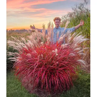 BALDUR Garten 1x Miscanthus 'Lady in Red®', mehrjähriges Ziergras | atemberaubende Farbkombination, malerische Wuchsform, winterhart und pflegeleicht, silberweiße Blütenwedel