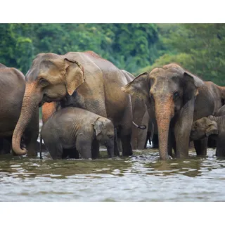 Papermoon »ELEFANTEN-HERDE-TIERE AFRIKA SAVANNE SEE FLUSS WALD«, bunt