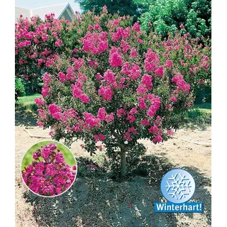 BALDUR Garten 1x Flieder des Südens, Pflanze im 1,5 Liter-Topf, Lagerstroemia indica Kreppmyrte winterhart, für Standort in der Sonne geeignet, p...