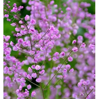 Chinesische Wiesenraute Hewitt Double - Thalictrum delavayi - lebende Gartenpflanze aus den Baumschulen