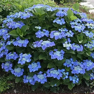 Tellerhortensie Teller Blau winterhart - Hortensie blau, 9 cm Topf | Winterharte Tellerhortensie in blau - pflegeleichte Gartenhortensie, blüht Sommer bis Herbst, mehrjährig