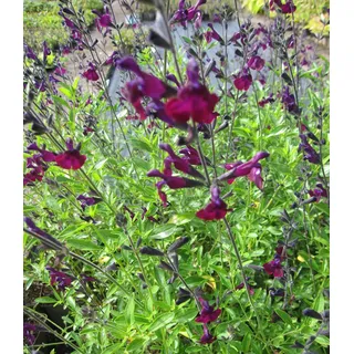 Samt-Salbei Nachtvlinder - Salvia x jamensis - Strauchsalbei - duftend