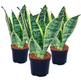 3er Set Sansevieria trifasciata gelb-grüner Bogenhanf 9cm Topf