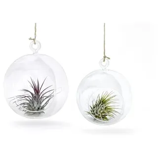 MeinVIPShop Glaskugel 2er Set mit echter Tillandsia | Gr.: onesize