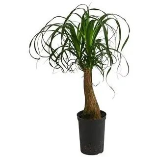 Elefantenfuß - Beaucarnea recurvata, Hydrokultur, Grün