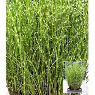BALDUR Garten Gräser Zebra-Gras, 1 St., Chinaschilf,winterhart, pflegeleicht, robust
