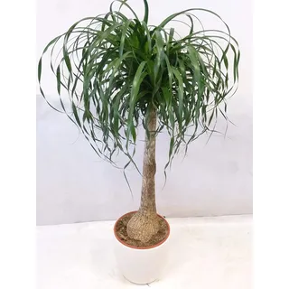 [Palmenlager] XL Nolina beaucarnea "Elefantenfuß" 100 cm // Zimmerpflanze