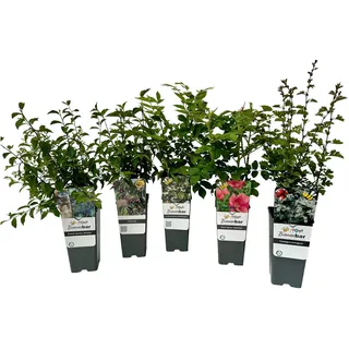 Tchibo - Bunte Blühhecke - weiß