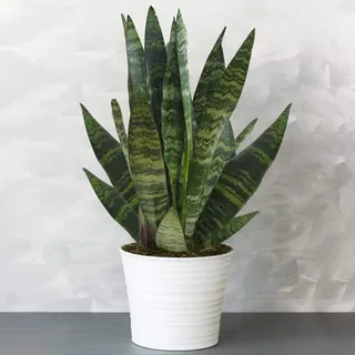 Premium Sansevieria schwarze Koralle | Immergrüne Hauspflanze (30-40cm Inkl. Topf)