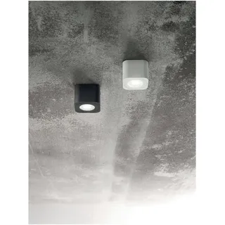 Fabas Luce Palmi (3429-71-102)