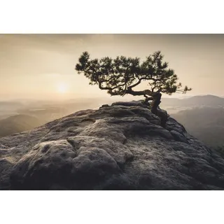 XXL Poster 100 x 70cm (S-839) Kiefer auf Berg vom Wind gebeugt Baum auf Gipfel (Lieferung gerollt!)