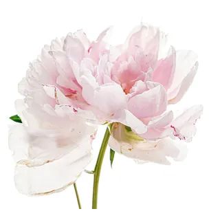 Wandtattoo QUEENCE "Annalena" Wandtattoos Gr. B/H: 90 cm x 90 cm, Blume, rosa Wandtattoos Natur