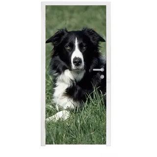 MuchoWow Türtapete Border Collie liegt im hohen grünen Gras, Matt, bedruckt, (1 St), Türfolie Selbstklebend, Türtapete, Türdeko Poster, 95x235 cm bunt 95 m x 235 m