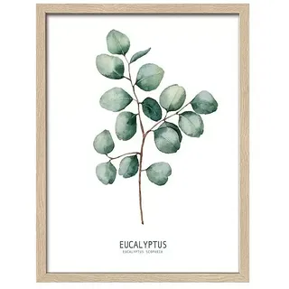 ProArt Bild  (Eukalyptus II, B x H: 33 x 43 cm)