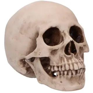 Nemesis Now Menschlicher Totenkopf-Nachbildung, 16 cm, Kunstharzschädel mit realistischer Knochenfärbung, subtilen Alterungs- und Verwitterungseffekten, anatomisch detaillierte Statue für Gothic-Dekor