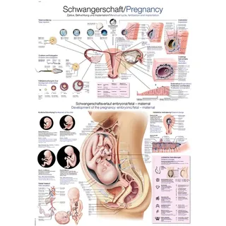 anatomische Lehrtafel Schwangerschaft Anatomie Poster, Lehrposter, 70 x 100 cm