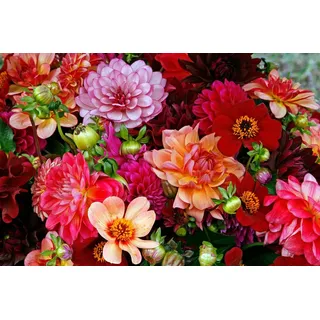 Papermoon Fototapete BUNTE BLUMEN-STRAUß-DEKOR MUSTER PFLANZE ORCHIDEE RETRO bunt 2 m x 1,49 m