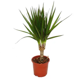 Exotenherz - Drachenbaum - Dracaena marginata - 1 Pflanze - pflegeleichte Zimmerpflanze - luftreinigend- 12cm Topf