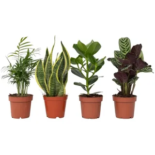 Plant in a Box - Easy Care Mix - 4er Set - Pflegeleichte Zimmerpflanzen - Sansevieria, Chamaedorea, Clusia, Ctenanthe - Höhe 25-40cm - Topf 12cm - Robuste Pflanzen für Wohnung & Büro