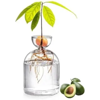 5,3 Zoll Große Glasvase In Avocadoform ‚Äì Transparentes Anzuchtset Für Die Samengewinnung ‚Äì Kleiner Pflanztopf