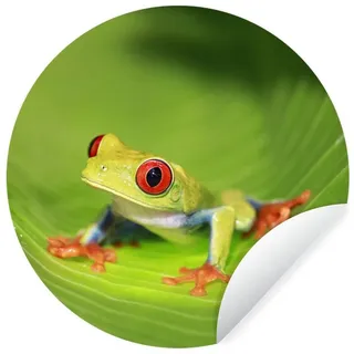 MuchoWow Wandsticker Rotaugen-Ara-Frosch auf einem Blatt in Costa Rica (1 St), Wanddeko Wohnzimmer Schlafzimmer Wandverkleidung, 50x50 cm bunt 50 cm x 50 cm x 0.1 cm