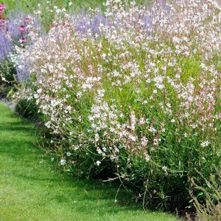Bloomique - 3er-Set - Gaura Lindheimeri - Prachtkerze - Gartenpflanzen - Winterhart - Tierfreundlich - Höhe 10-20 cm - Topf 9x9 cm