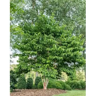Sieben Söhne des Himmels Strauch, Heptacodium miconioides, 60-80cm, 3L Topf