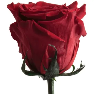 ROSEMARIE SCHULZ Heidelberg Infinity Rose Rot mit Stiel - 45-50cm lang echte Blume haltbar 3 Jahre in Box - konservierte Rose Freundin Geschenk zum Geburtstag und Valentinstag (Rot)