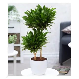 BALDUR Garten 1x Dracena 'Compacta' ca. 55 cm hoch, Pflanze im 19 cm-Topf | Dracaena fragrans, Zimmerpflanze, Grünpflanze, pflegeleicht, robust, mehrjährig - frostfrei halten