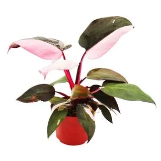 Baumfreund - Philodendron 'Pink Princess'
