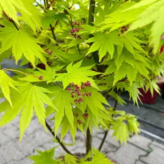 Gelber Fächerahorn 'Jordan', Höhe 80-100 cm, Topf 10 Liter
