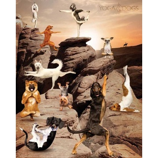 Yoga Dogs - Canyon Tiere Hunde Sport Mini Poster Plakat Druck - Grösse 40x50 cm