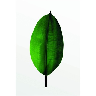 Komar Wandbild | Ficus Leaf | Poster, Bild, Wohnzimmer, Schlafzimmer, Dekoration, Kunstdruck | ohne Rahmen | P058-50x70 | Größe: 50 x 70 cm (Breite x Höhe)