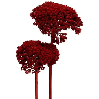 Trockenblume Achillea Schafgarbe Trockenblumen 1kg Weinrot - Dekorative, Florists Products, Höhe 60 cm rot