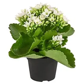 Mini Flammendes Käthchen - Kalanchoe blossfeldiana