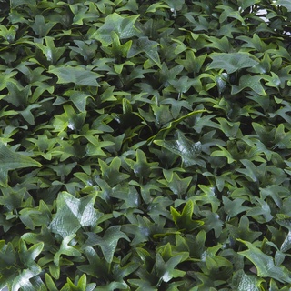 Tenax Kompatibel mit künstlichen Blättern, Typ Efeu, Divy Panel Hiedra 0,5 x 0,5 m für Wanddekoration, Garten, vertikal
