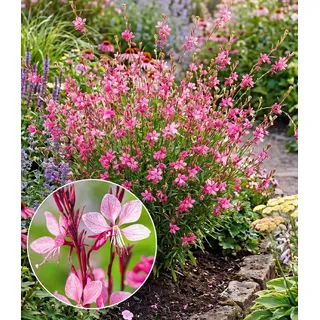 BALDUR Garten Staude Prachtkerze - Gaura 'Pink', 4 St., Schmetterlings-blüten,winterhart, pflegeleicht rosa