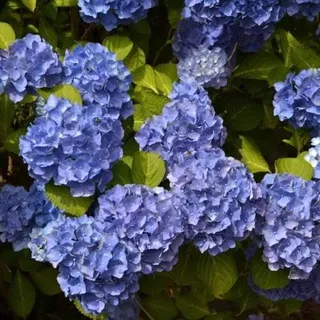 Hortensie Hydrangea macrophylla blau 30–40 cm im Topf | 1x blühende Bauernhortensie großblumig & winterhart | sofort pflanzbar