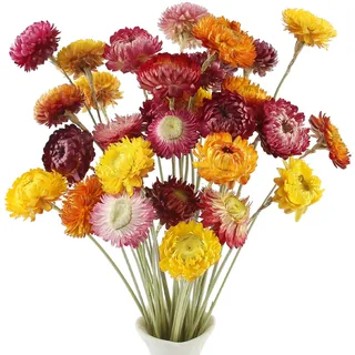 LEIMEND 32 Stück Trockenblumen Trockenblumenstrauß Natürliche Strohblume | Getrocknete Gänseblümchen Getrocknete Blumen Natur Trocken Pflanze für DIY Blumenarrangements Zuhause Tischvasendekoration