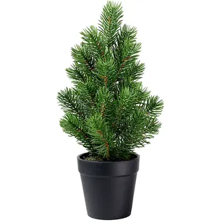Tanne 30cm im Topf grün