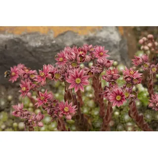 Pflanzen Für Dich Staude Sempervivum arach., 1 St., Spinnweb-Hauswurz, Spinnweben-Hauswurz, Spinnwebige Hauswurz rosa