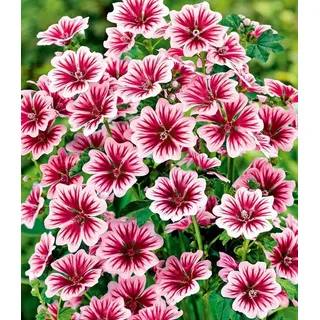 BALDUR Garten Staude Stauden-Malve 'Zebrina', 3 St., Blütenköpfe,winterhart, mehrjährig, pflegeleicht rosa