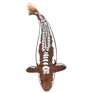 Koi Edelrost Shusui 70cm