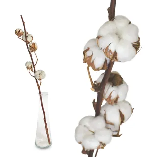 Echte Baumwolle - 1 Zweig 55 bis 60cm - 5 bis 7 Blüten pro Baumwollzweig - echte Trockenblumen zum basteln, sehr lange haltbar - getrocknete Blumen als Dekoration mit Stil Deko DIY basteln Floristik