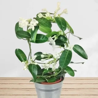 Madagaskar Jasmin - Stephanotis Zimmerpflanze mit weißen Blüten