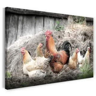 Printistico Leinwandbild (100x70cm) Hahn und Hühner, Natur Bauernhof Wald, kühle Farbe, Tier-Fotos, Natur-Fotografie, echter Holz-Keilrahmen inkl. Aufhänger, handgefertigt in Deutschland