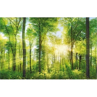 Deco-Canvas Bild - Wald 140 x 90 cm