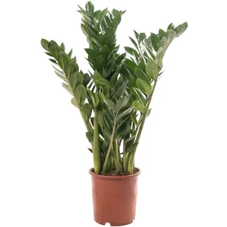 Zamioculcas Große Zimmerpflanze Echte ZZ Immergrüne Exotische Hohe Wohnpflanzen