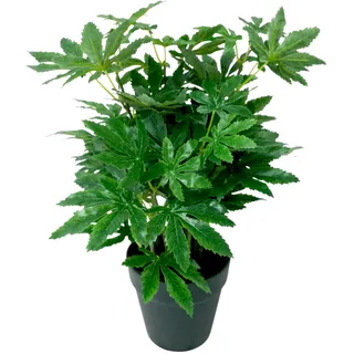 Hanf 40cm im Topf 72Blatt grün